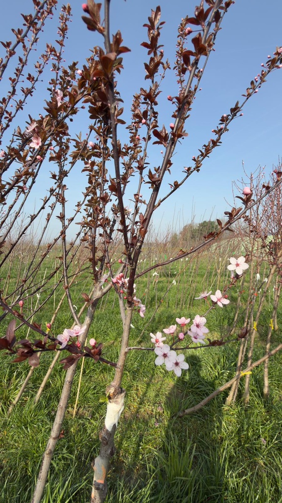 PRUNUS CERASIFERA 'NIGRA' DEMI-TIGE