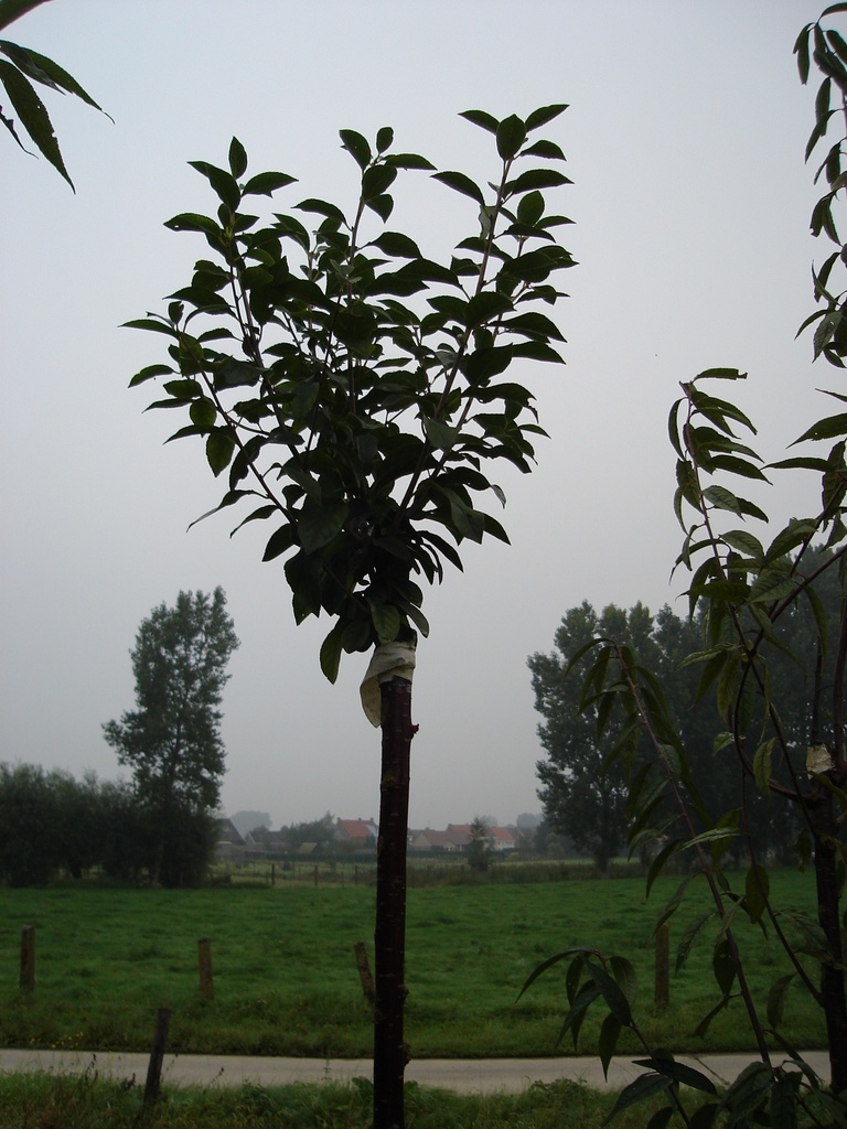 [PEUMH8] PRUNUS EMINENS 'UMBRACULIFERA' HAUTE-TIGE (Racines nues, 8-10 cm)