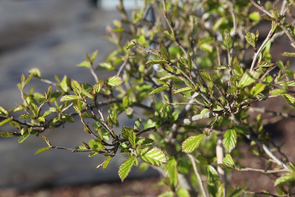 [PPE150C] PARROTIA PERSICA (Pot, 150-175 cm)