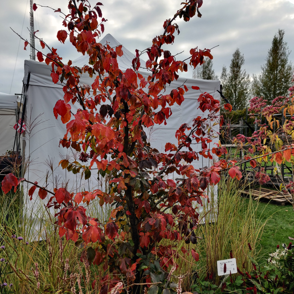 [PPEH8] PARROTIA PERSICA HOOGSTAM (8-10 cm)