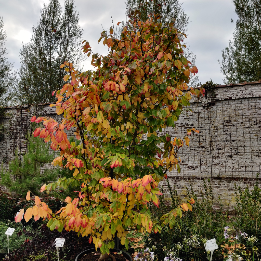PARROTIA PERSICA 'VANESSA' HAUT-TIGE