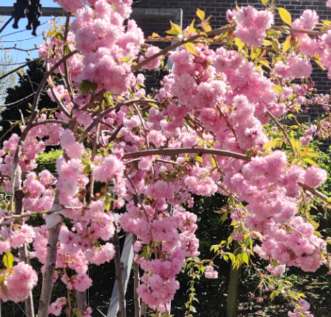 PRUNUS 'KIKU-SHIDARE-ZAKURA' DEMI-TIGE