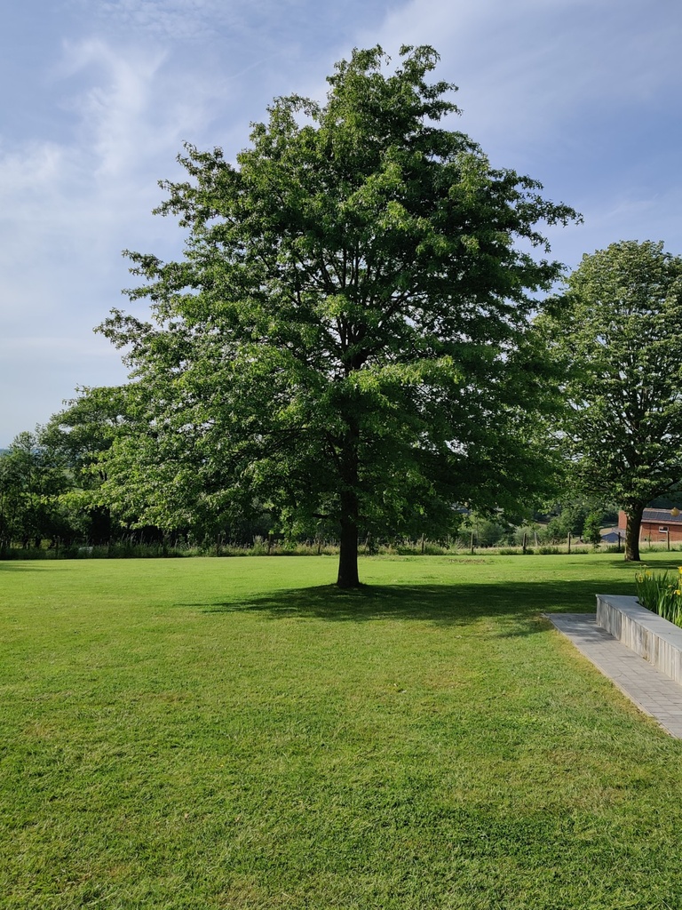 QUERCUS PALUSTRIS HAUT-TIGE