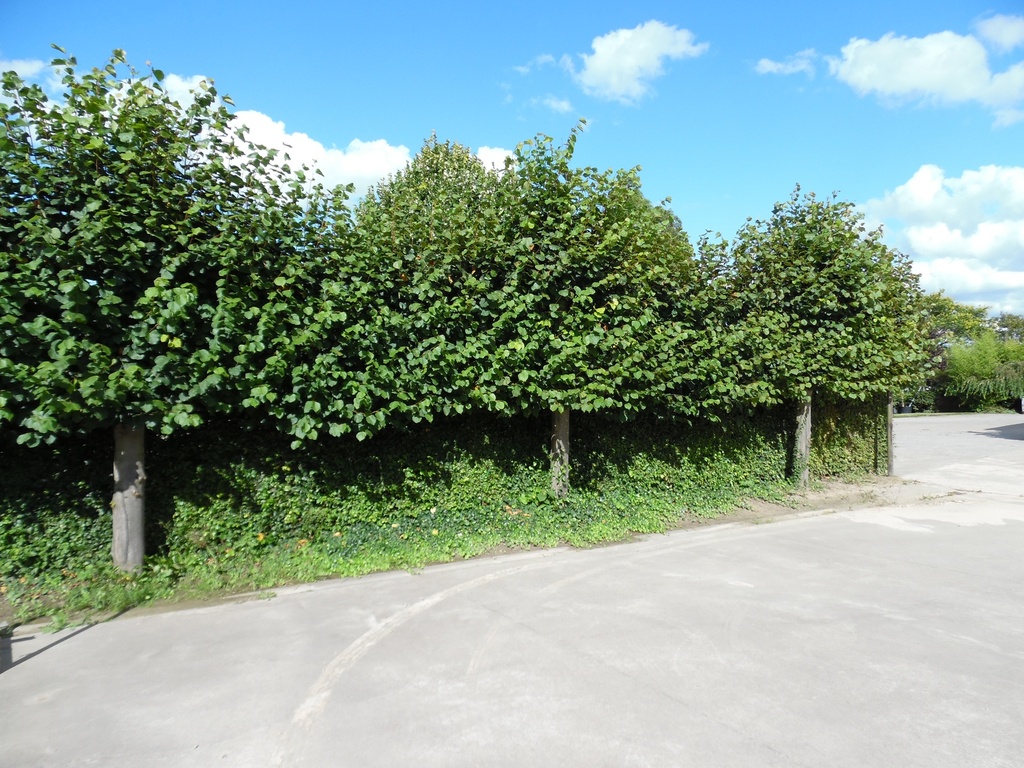[TEPAH6] TILIA EUROPAEA 'PALLIDA' HAUTE-TIGE (Racines nues, 6-8 cm)