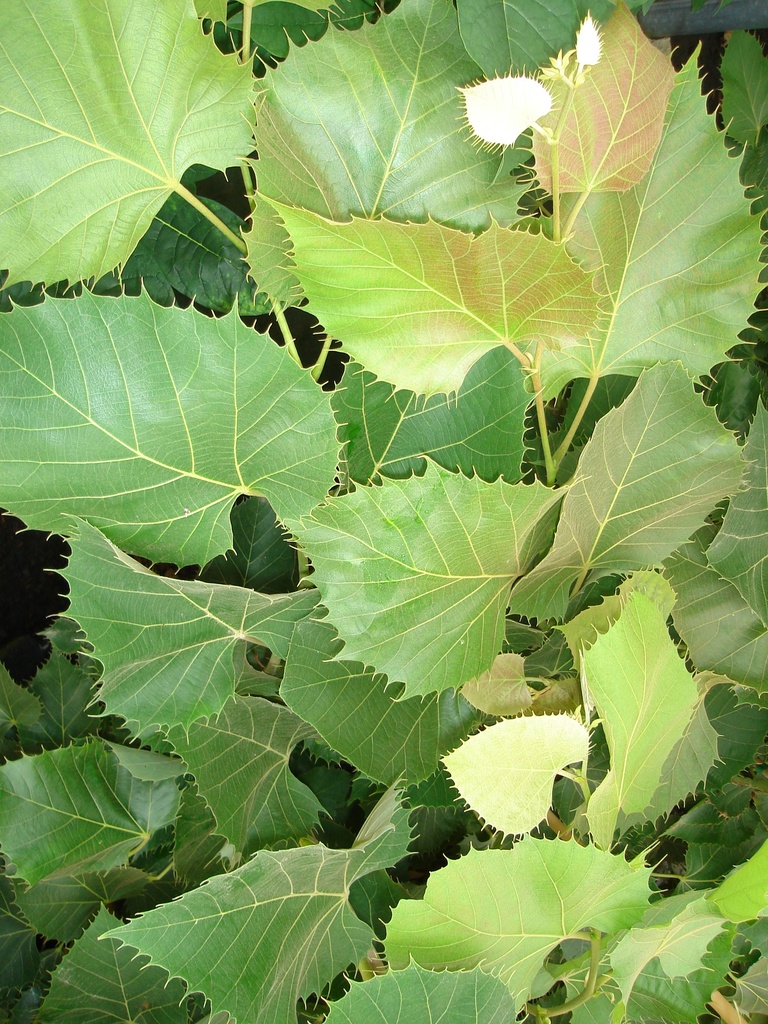 [THENH8] TILIA HENRYANA HAUTE-TIGE (8-10 cm)