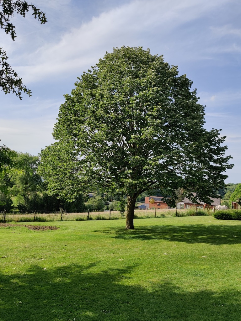 TILIA TOMENTOSA 'BRABANT' HAUT-TIGE