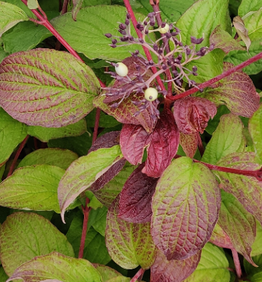 CORNUS ALBA (Racines nues, 60-80 cm)