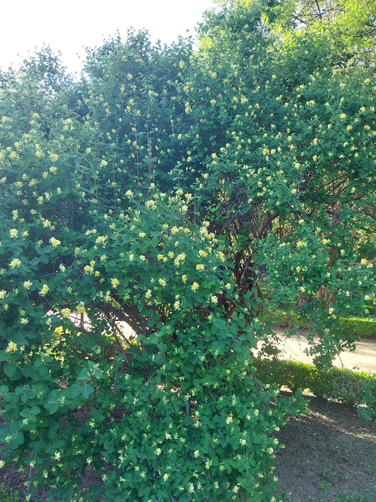 LONICERA XYLOSTEUM (Blote wortel)