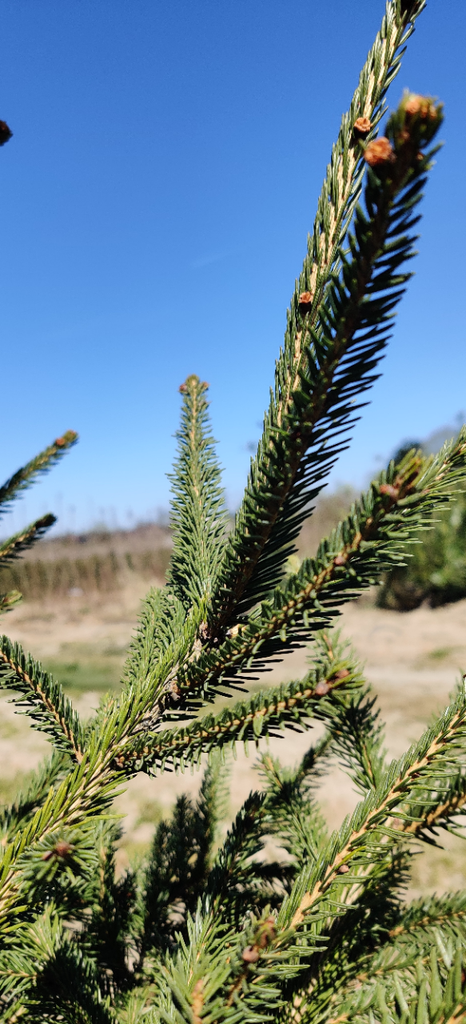 PICEA ABIES