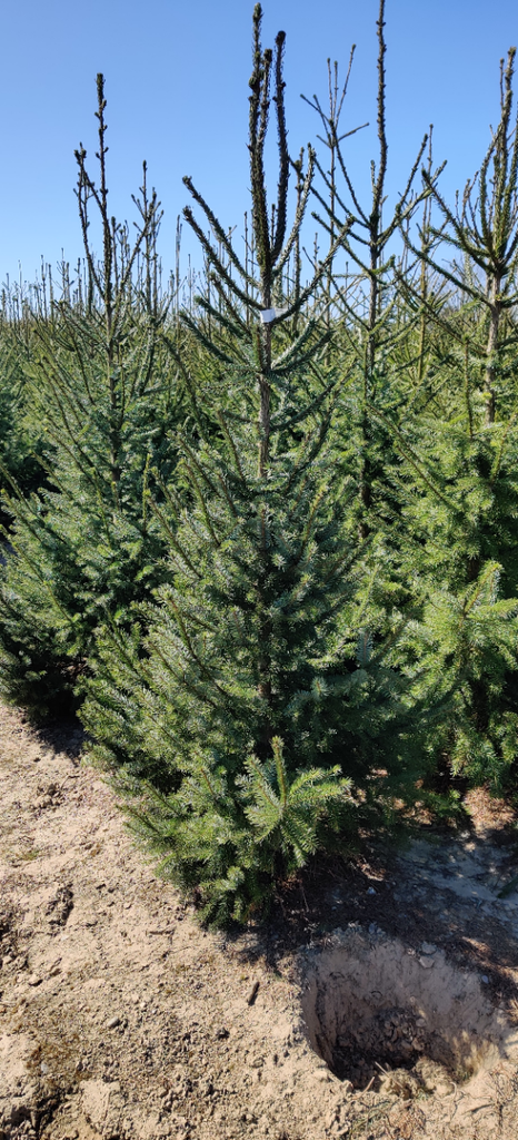 PICEA OMORIKA