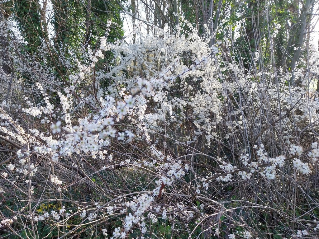 PRUNUS SPINOSA