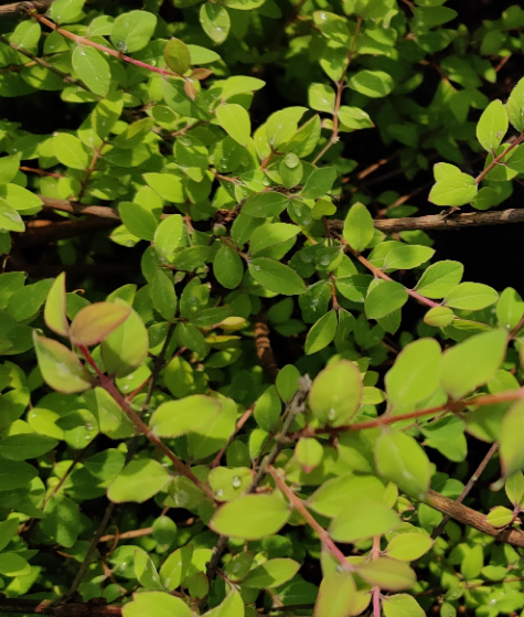 SYMPHORICARPOS CHENAULTII 'HANCOCK'