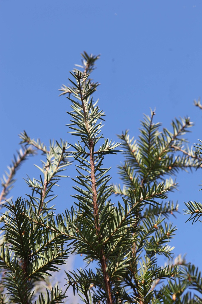 [TBABO30] TAXUS BACCATA (Blote wortel, 30-40 cm)