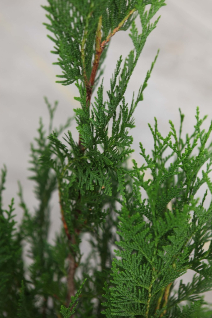 [TPAT100KL] THUJA PLICATA 'ATROVIRENS' (Kluit, 100-125 cm)