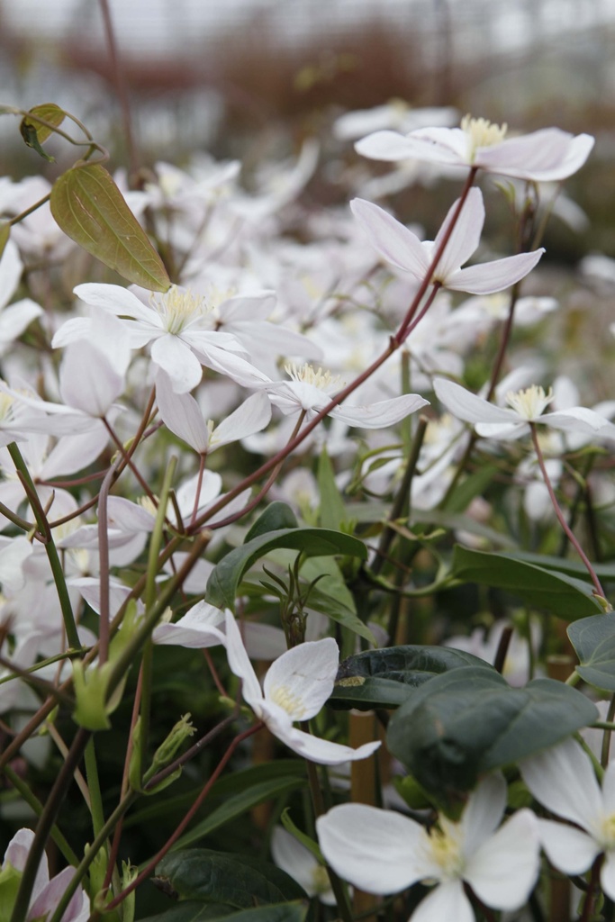 [CAABL3] CLEMATIS ARMANDII 'APPLE BLOSSOM' (Pot 2 liter, 80-100 cm)