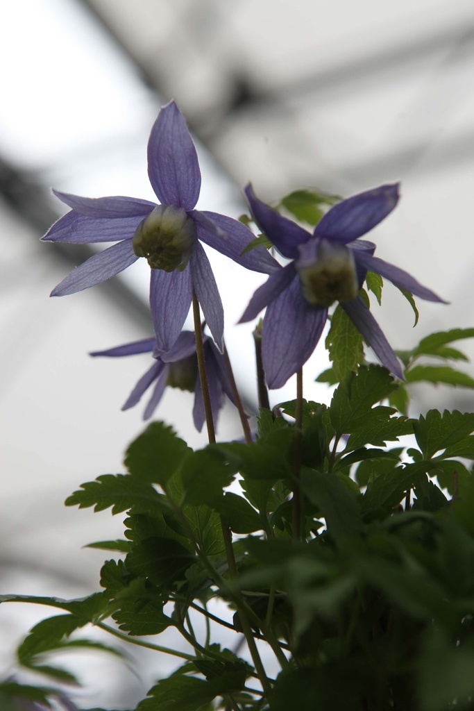 [CALP3] CLEMATIS ALPINA (Pot 2 liter, 80-100 cm)