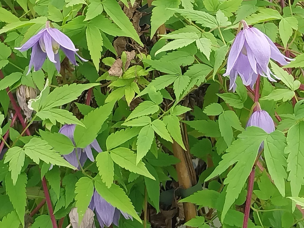 CLEMATIS ALPINA