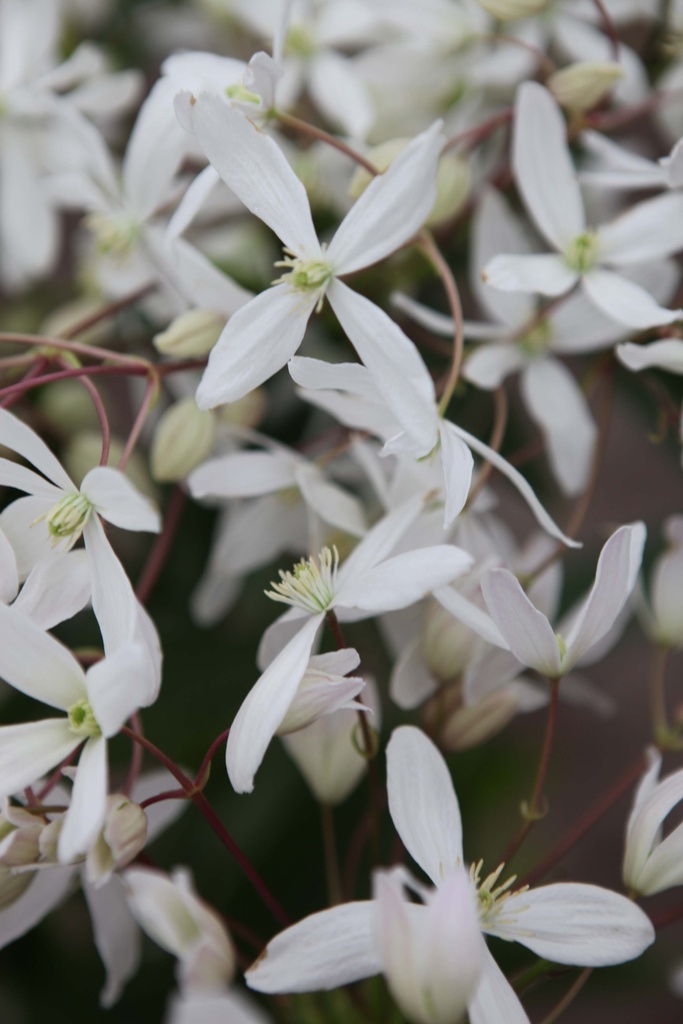 CLEMATIS ARMANDII