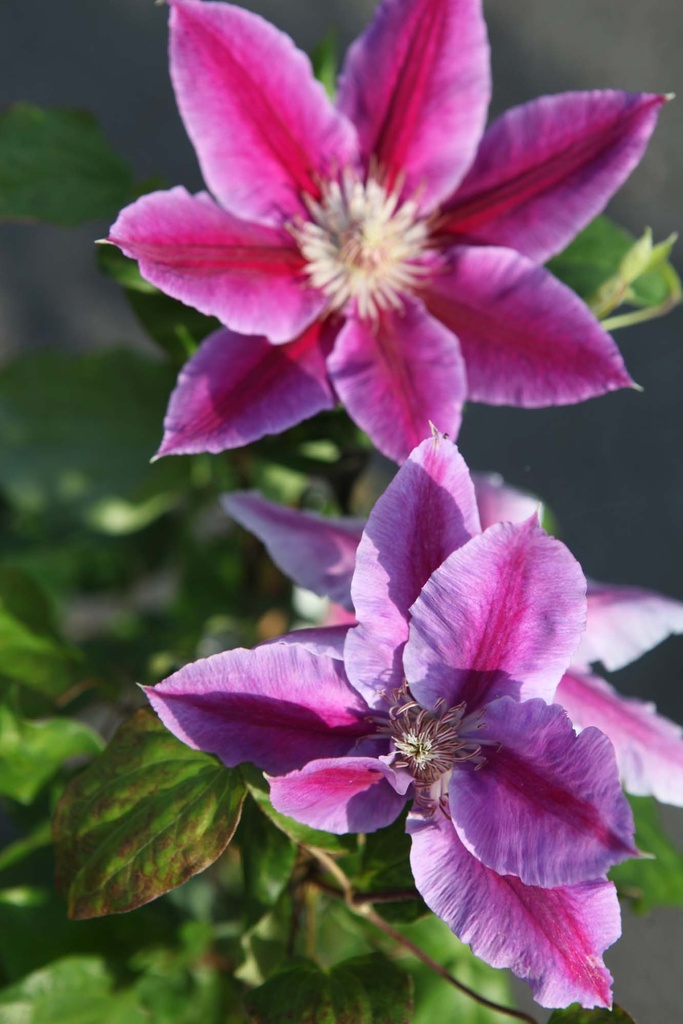 CLEMATIS 'DR RUPPEL'