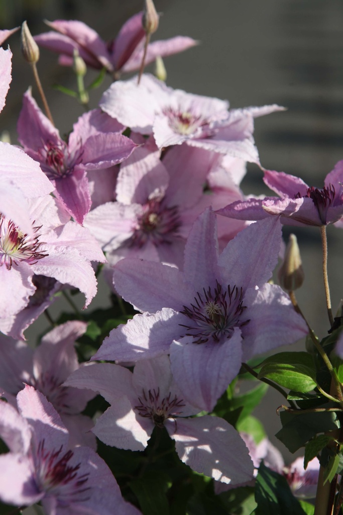 CLEMATIS 'HAGLEY HYBRID'