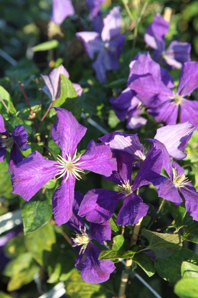 [CJAC3] CLEMATIS 'JACKMANII' (Pot 2 liter, 80-100 cm)