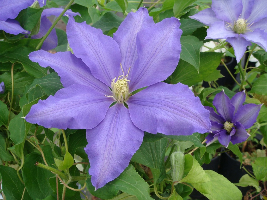 [CLAS3] CLEMATIS 'LASURSTERN' (Pot 2 liter, 80-100 cm)