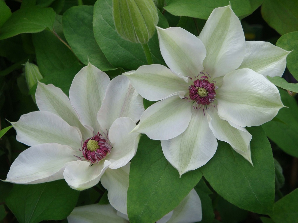 CLEMATIS 'MISS BATEMAN'