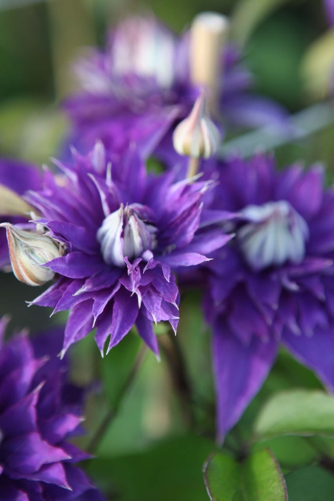 CLEMATIS 'MULTI BLUE'