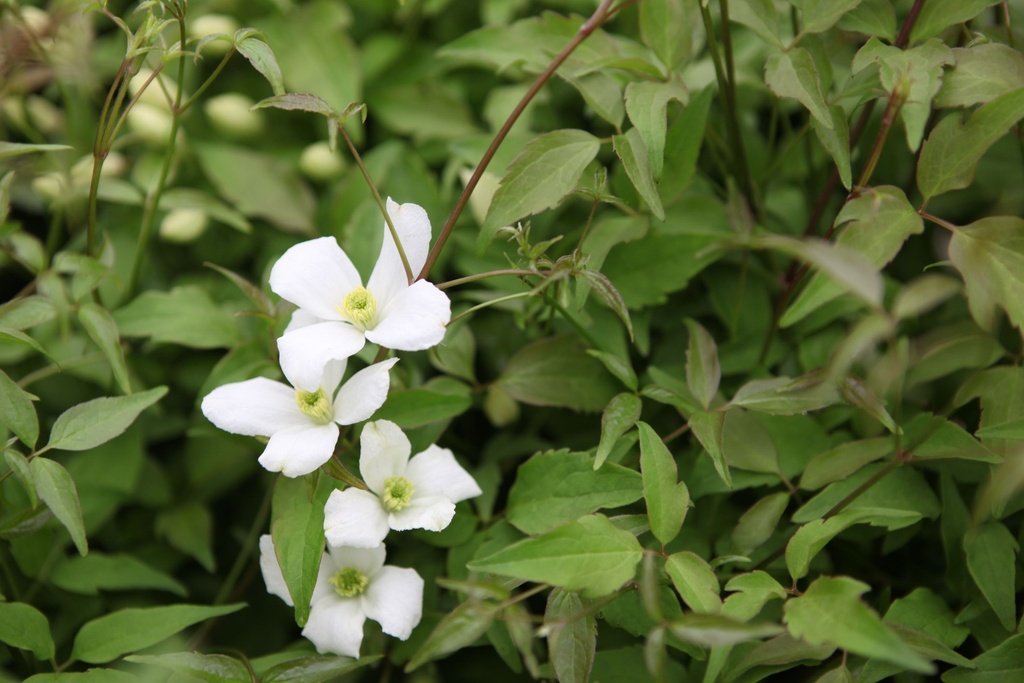 CLEMATIS MONTANA GRANDIFLORA