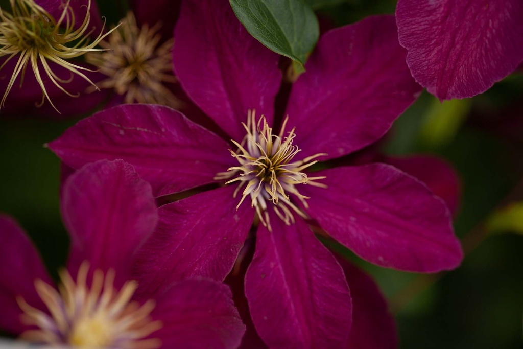 CLEMATIS 'NIOBE'