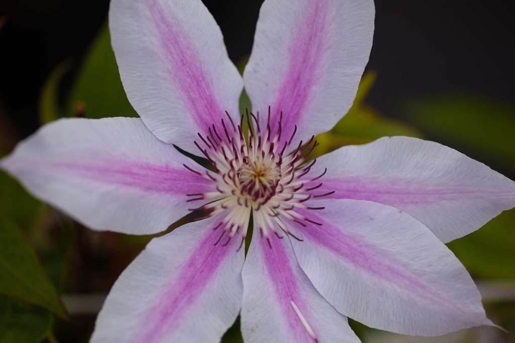 CLEMATIS 'NELLY MOSER'