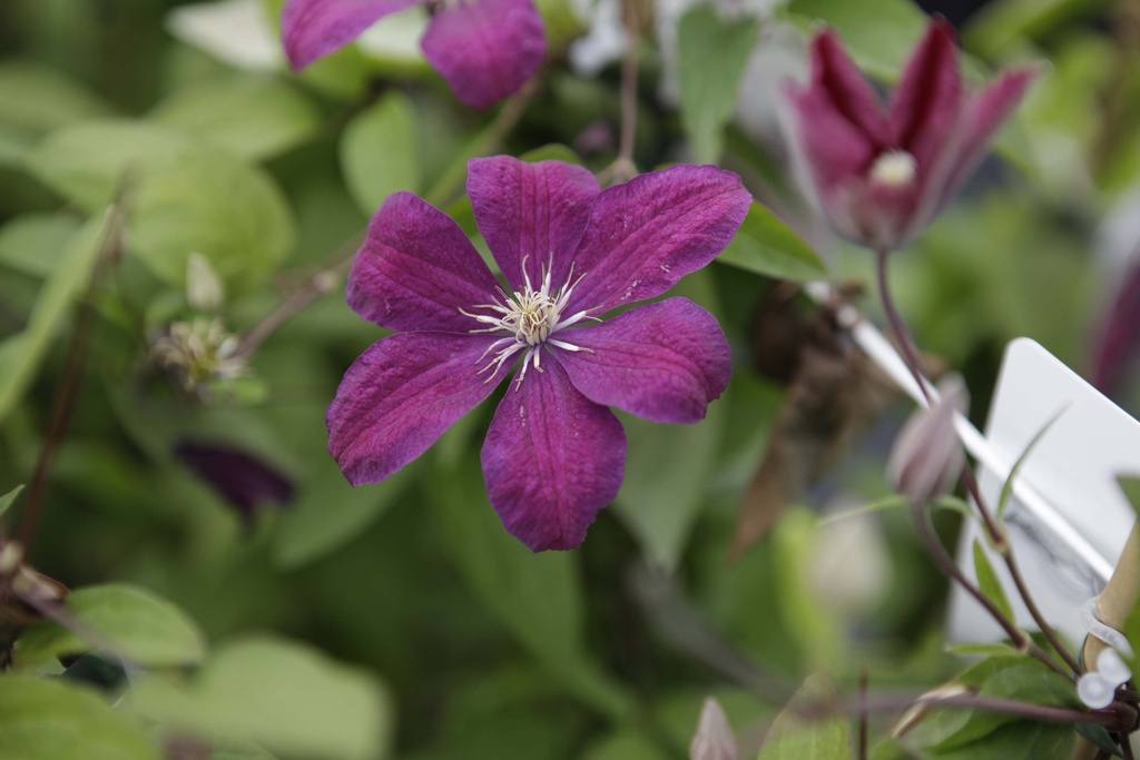 [CRCA3] CLEMATIS 'ROUGE CARDINAL' (Pot 2 litres, 80-100 cm)