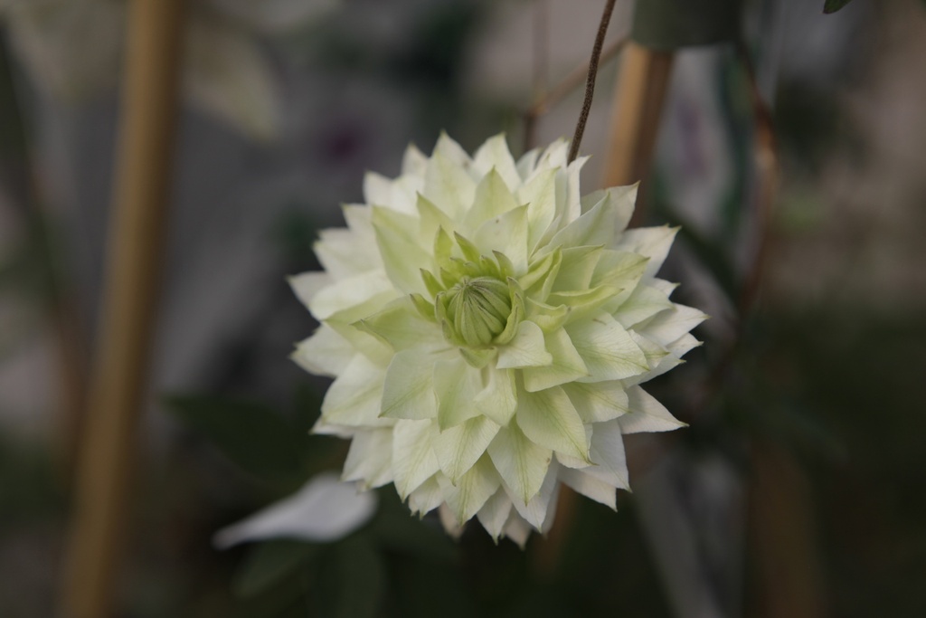 [CSIE3] CLEMATIS FLORIDA SIEBOLDIANA (Pot 2 liter, 80-100 cm)
