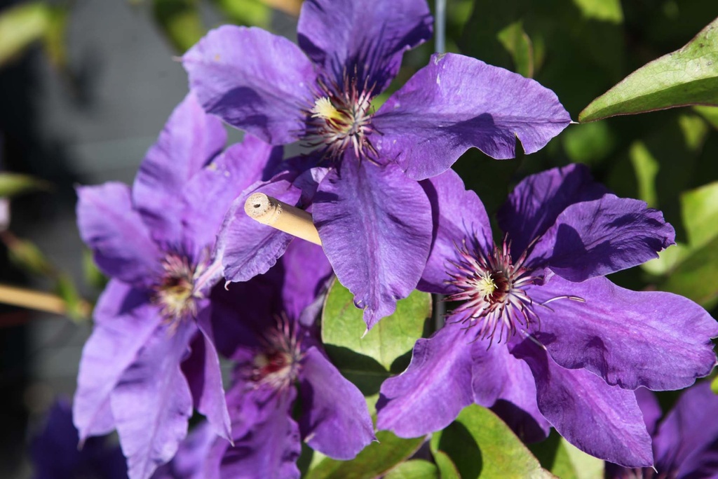 [CTPR3] CLEMATIS 'THE PRESIDENT' (Pot 2 liter, 80-100 cm)