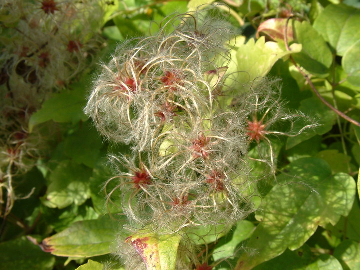 CLEMATIS VITALBA