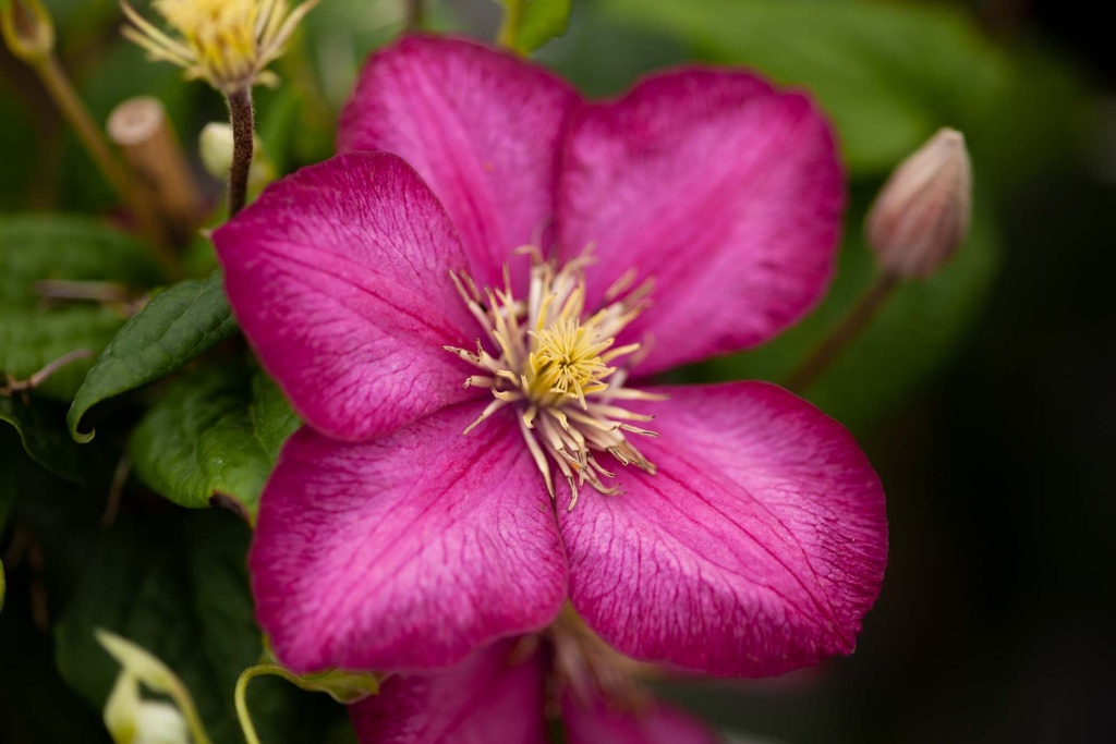 [CVLY3] CLEMATIS 'VILLE DE LYON' (Pot 2 litres, 80-100 cm)