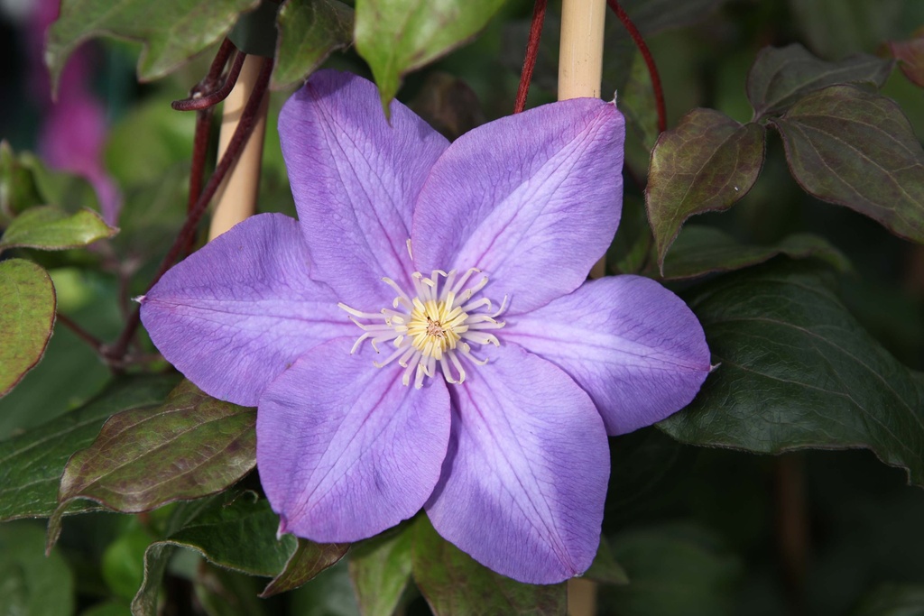 CLEMATIS 'VYVYAN PENNELL'