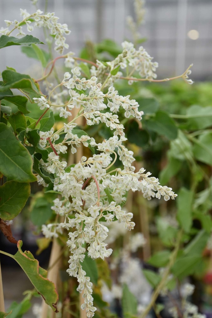 [FAU3] FALLOPIA AUBERTII (Pot 2 liter, 80-100 cm)