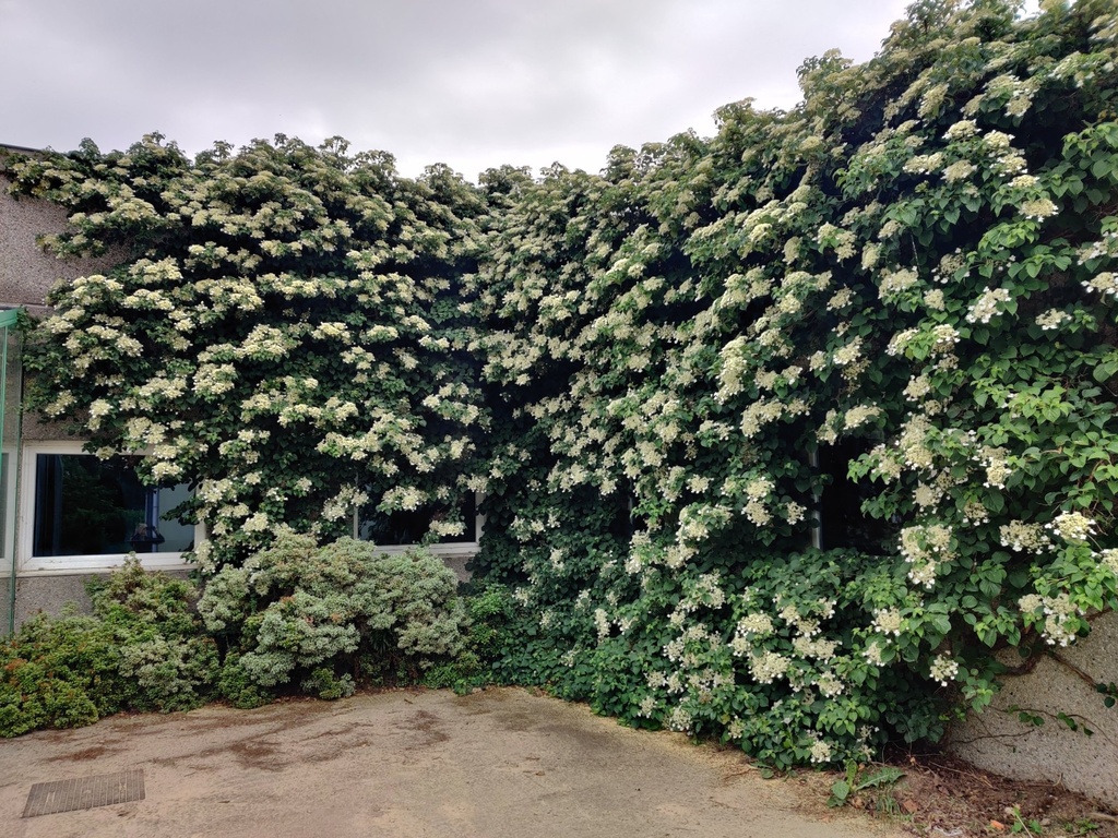 [HAPE80] HYDRANGEA ANOMALA PETIOLARIS (Pot, 80-100 cm)