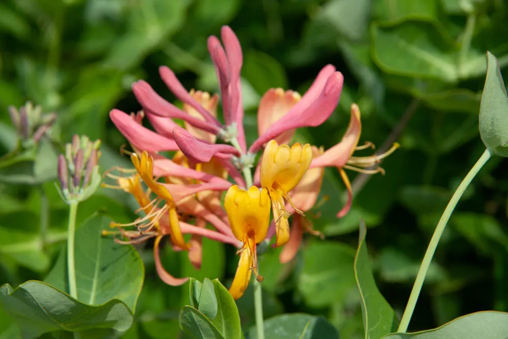 LONICERA HECKROTTII