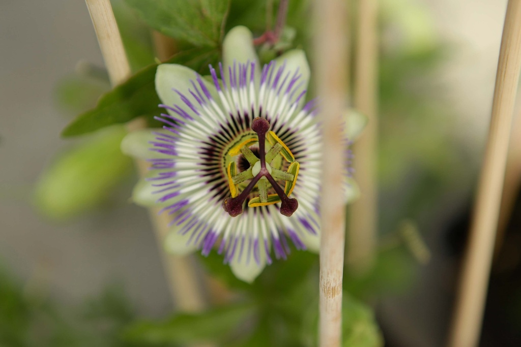 [PCA3] PASSIFLORA CAERULEA (Pot 2 liter, 80-100 cm)