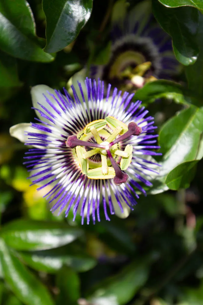 PASSIFLORA CAERULEA